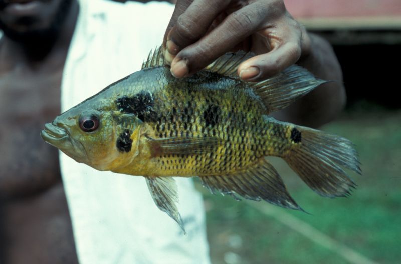 Caquetaia kraussii (Steindachner, 1878)
